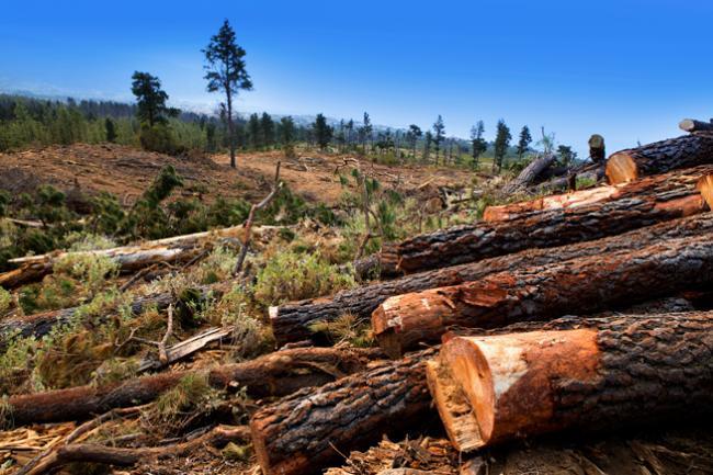 Ministrul Doina Pană intenţionează să înfiinţeze un SMURD al pădurilor şi o jandarmerie Silvică