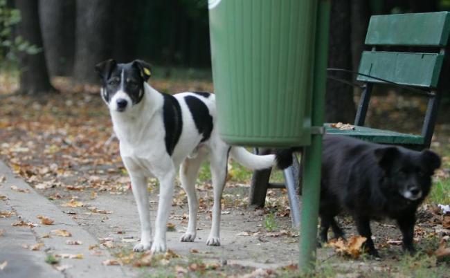 Decizia Curţii de Apel nu afectează, deocamdată, activitatea ASPA de capturare a câinilor comunitari