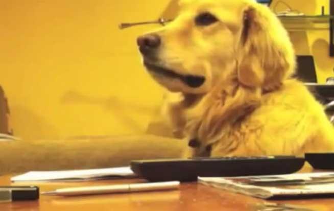 VIDEO. Reacţie incredibilă a unui câine înnebunit după muzică atunci când melodia încetează