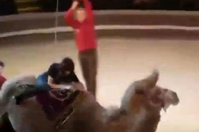 Moment jenant la circ. Ce păţeşte o spectatoare după ce acceptă să călărească o cămilă (VIDEO)