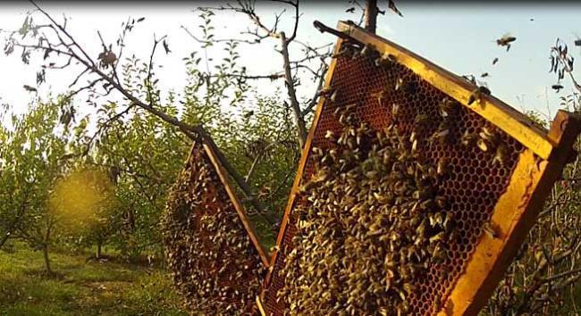  Efecte DEZASTRUOASE ale pesticidelor asupra albinelor, fluturilor şi peştilor