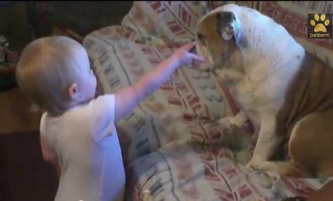 VIDEO. Un bebeluş adorabil se ceartă cu un buldog
