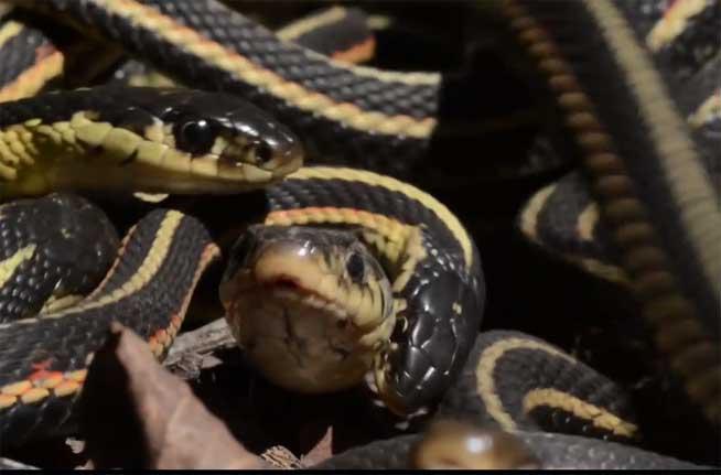 VIDEO. Dacă ţi-e frică, nu privi! Cea mai mare colcăială de şerpi din lume