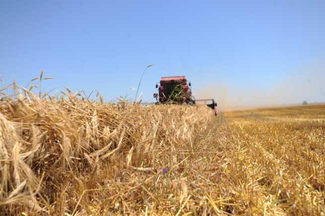 Egiptul a cumpărat 180.000 de tone de grâu din România