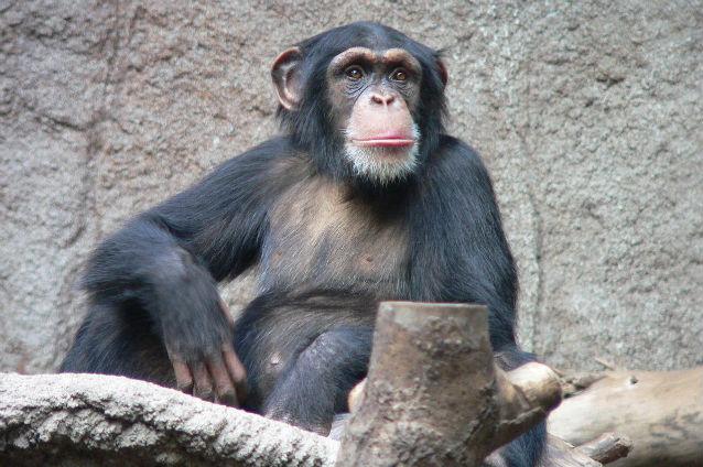 Limbajul gestual al cimpanzeilor a fost tradus de cercetători