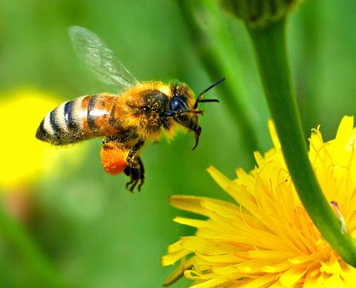 Ce facem dacă ne înțeapă o albină? Cele mai eficiente remedii naturiste
