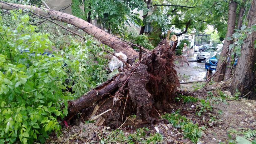 O bătrână din Maramureş a murit strivită de un copac smuls din rădăcini de furtună