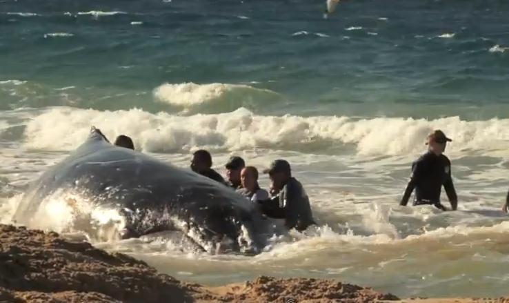 Salvare SPECTACULOASĂ în Australia: Un pui de balenă eşuat a fost remorcat şi eliberat în larg (VIDEO)