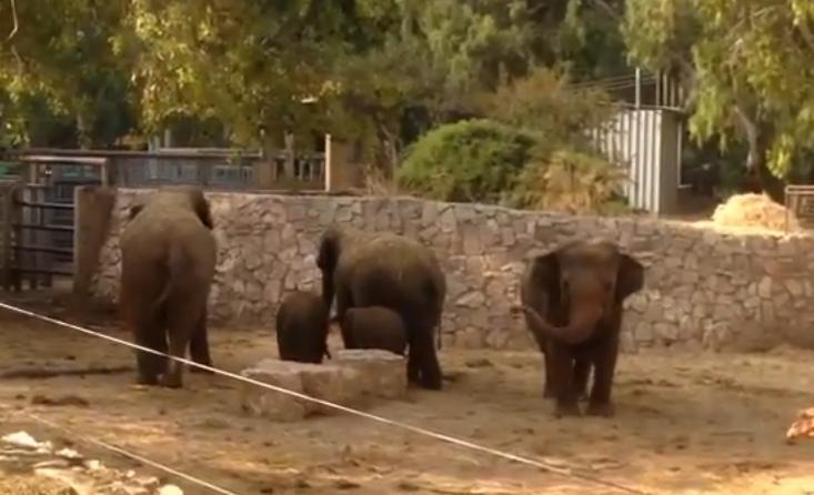 Imagini DRAMATICE într-un parc zoo din Tel Aviv! Cum reacţionează o familie de elefanţi la auzul sirenelor antiaeriene (VIDEO)