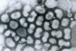 Un laborator american a amestecat dintr-o eroare tulpini inofensive ale gripei aviare cu tulpini foarte contagioase