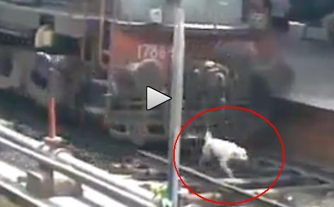 Gestul ULUITOR făcut de un mecanic de tren faţă de un câine care era pe şine (VIDEO)