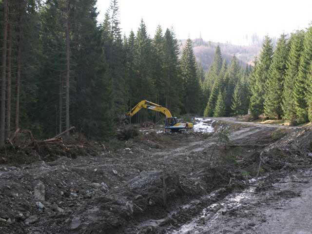 Termitele din pădurile româneşti. Inundaţiile - urmare clară a tăierilor masive, legale sau ilegale, din păduri