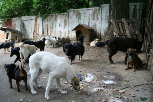 Agent de pază din Bucureşti, găsit mort lângă un depozit de fier vechi, cu urme de muşcături de câini