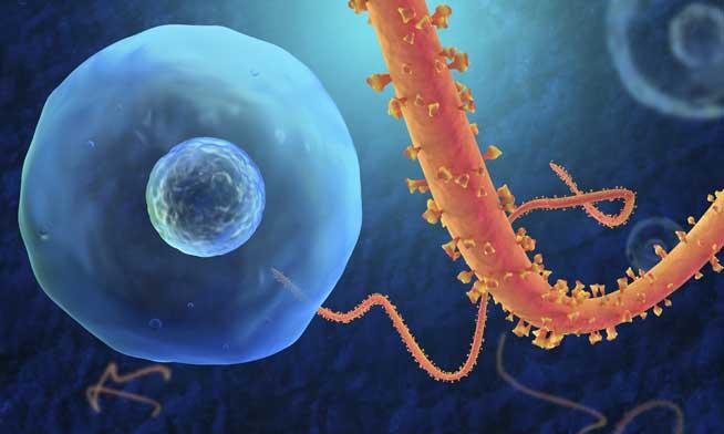 Doi americani contaminaţi cu virusul Ebola  au acceptat testarea unui vaccin