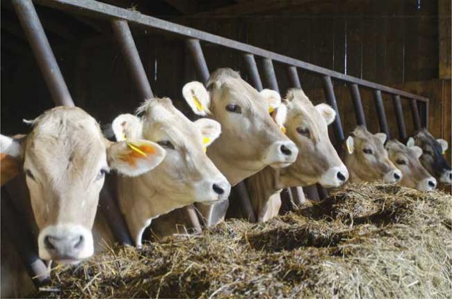 ANSVSA: România nu exportă bovine în Federaţia Rusă. Autorităţile ruse interzic ceva ce nu există