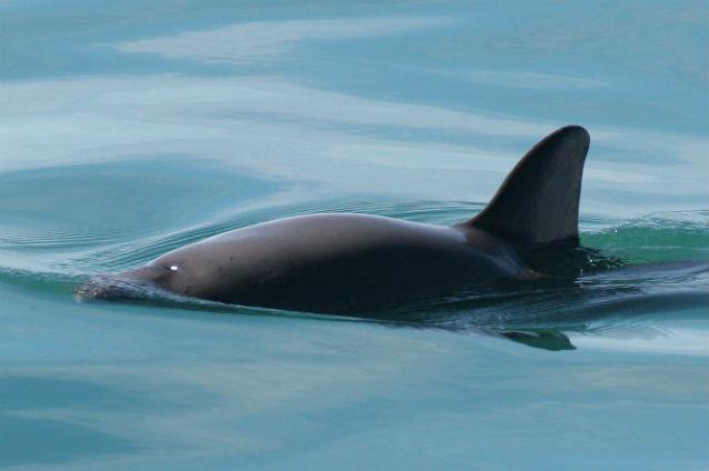 Cea mai mică specie de delfin ar putea dispărea, dacă Mexicul nu restricţionează pescuitul în Marea Cortez