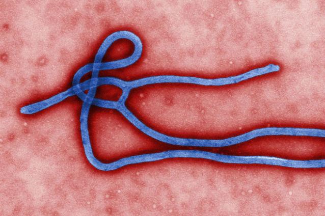 Epidemia de Ebola: 128 de noi cazuri de îmbolnăvire şi 56 de decese în ultimele două zile (OMS)