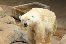 Ultimul urs polar din Africa a murit