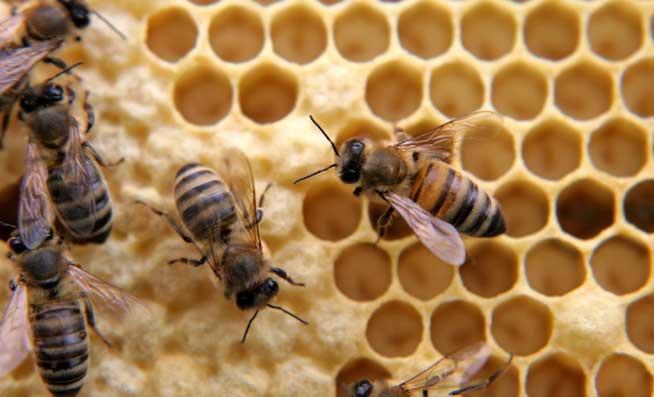 Veninul de albine distruge celule maligne