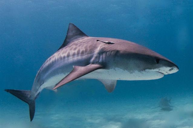 Carnea unui rechin de aproape 400 de kilograme, împărţită săracilor din Texas