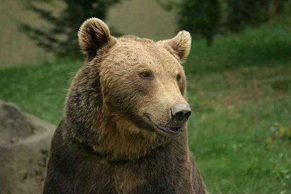 Autorităţile din Covasna cer capturarea unui urs care a intrat în mai multe cabane din Comandău