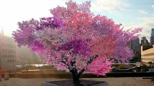 Descoperă povestea pomului care face 40 de fructe diferite
