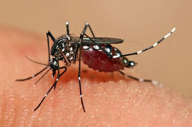 Schimbările climatice ar putea favoriza instalarea febrei dengue în Europa