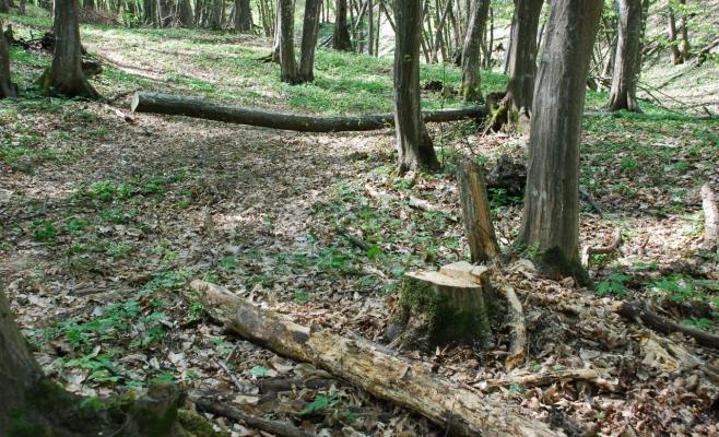 Cluj. Bătut măr de hoții de lemne, pădurarul ocolului silvic Muntele Mare nu mai vrea să se întoarcă la muncă