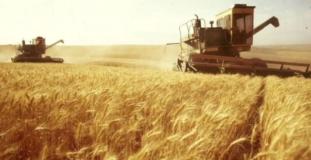 Egiptul cumpără grâu din România. Au fost achiziţionate 60.000 de tone