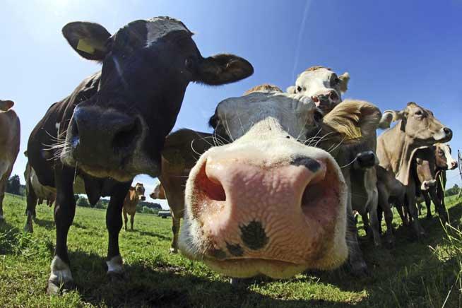 Bovinele vor fi vaccinate împotriva bolii limbii albastre 