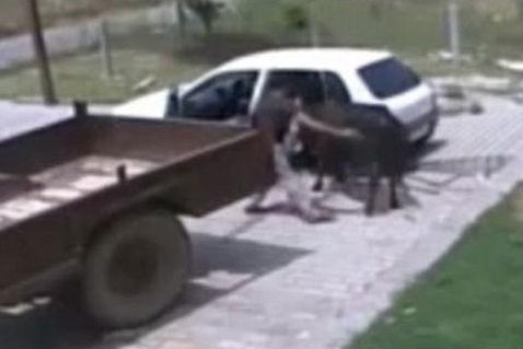 Vacă răpită şi urcată pe bancheta din spate a unui automobil (VIDEO)