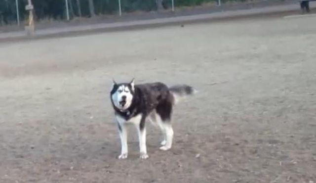 Dialog ULUITOR între un husky şi stăpâna lui. Reacţia câinelui când i se spune că trebuie să plece din parcul favorit (VIDEO)