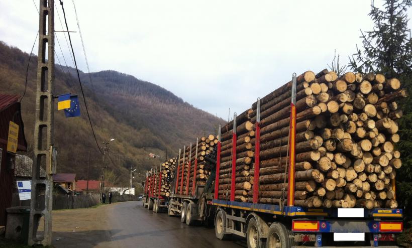 Două tiruri cu lemne, oprite pe TRANSALPINA. Şoferii transportau o cantitate aproape DUBLĂ fată de ce aveau în acte