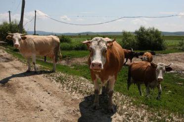 Mureş: Prefectul a dispus închiderea târgurilor de animale din judeţul din cauza bolii limbii albastre