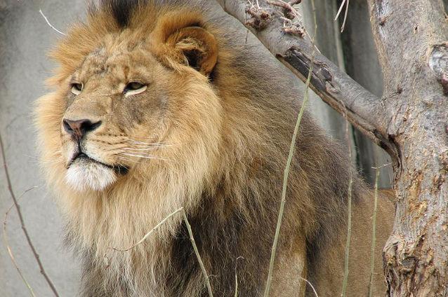 INIMAGINABIL! UNDE şi CUM a putut fi găsit leul unei grădini zoologice (FOTO)