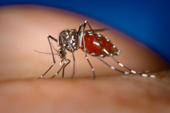 OMS cere statelor latino-americane să-şi dubleze eforturile împotriva febrei dengue şi a febrei chikungunya