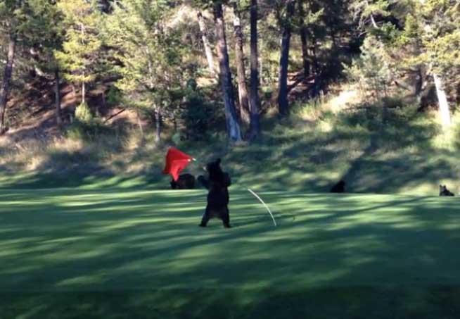 VIDEO. Teribil de AMUZANT, un ursuleţ descoperă jocul de golf!