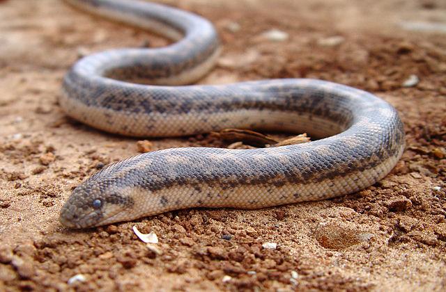 BOA de NISIP, redescoperit în România după 8 decenii! Este cel mai rar şarpe din ţara noastră
