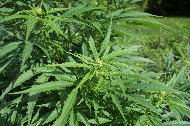 Cultură de cannabis, descoperită de procurori în satul Cucova din Iaşi 