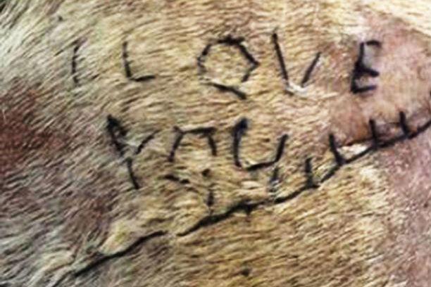 Mesaj de dragoste, scris cu copci de un veterinar pe stomacul unui câine