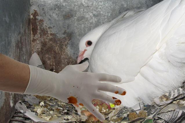 Controale anale pentru 10.000 de porumbei folosiţi la ceremonia de Ziua Chinei