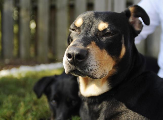 INCREDIBIL! Un câine, eutanasiat pentru că nu l-a adoptat nimeni, şi-a revenit MIRACULOS!