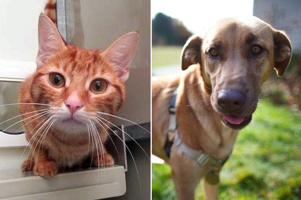 Viaţa unei pisici, salvată de o transfuzie cu sânge de câine