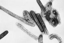 Un alt virus asemănător cu Ebola a început să se manifeste în Africa
