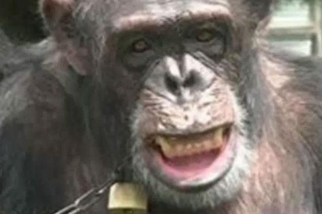 Un verdict care ar putea conferi statut de persoană cimpanzeilor, aşteptat în SUA