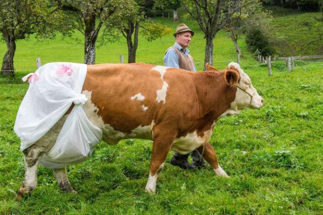 Un fermier german a pus scutece vacilor pentru a nu încălca legislaţia europeană