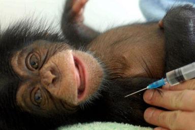 Rusia va începe să testeze pe maimuţe un vaccin împotriva virusului Ebola