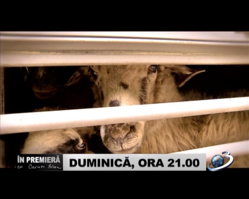 Despre tortură, evaziune de miliarde şi indiferenţă criminală, „În premieră cu Carmen Avram”, duminică, la Antena 3