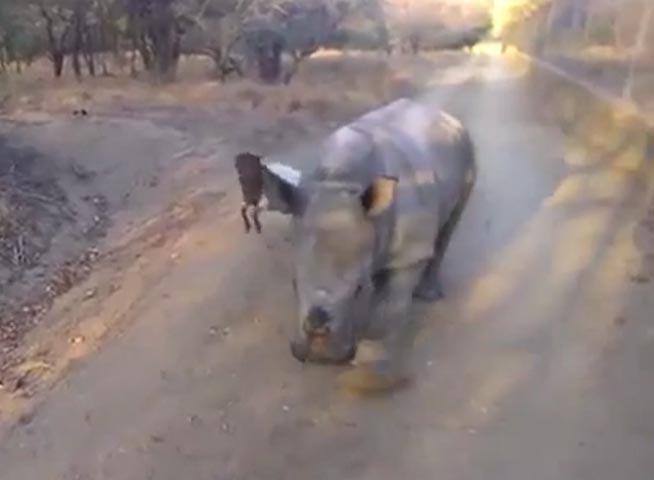 VIDEO. Mare prietenie, mare... un miel și un pui de rinocer, amici de joacă!