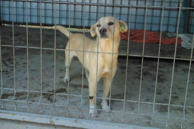 Câini comunitari din Alba Iulia, adoptaţi în Germania